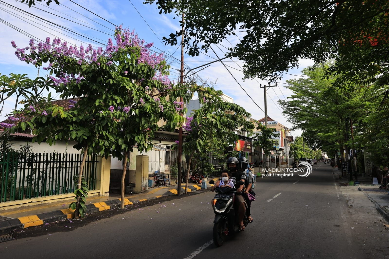 Foto 6 dari 6: Mekar Bungur Tak Kalah Indah Dengan Tabebuya
