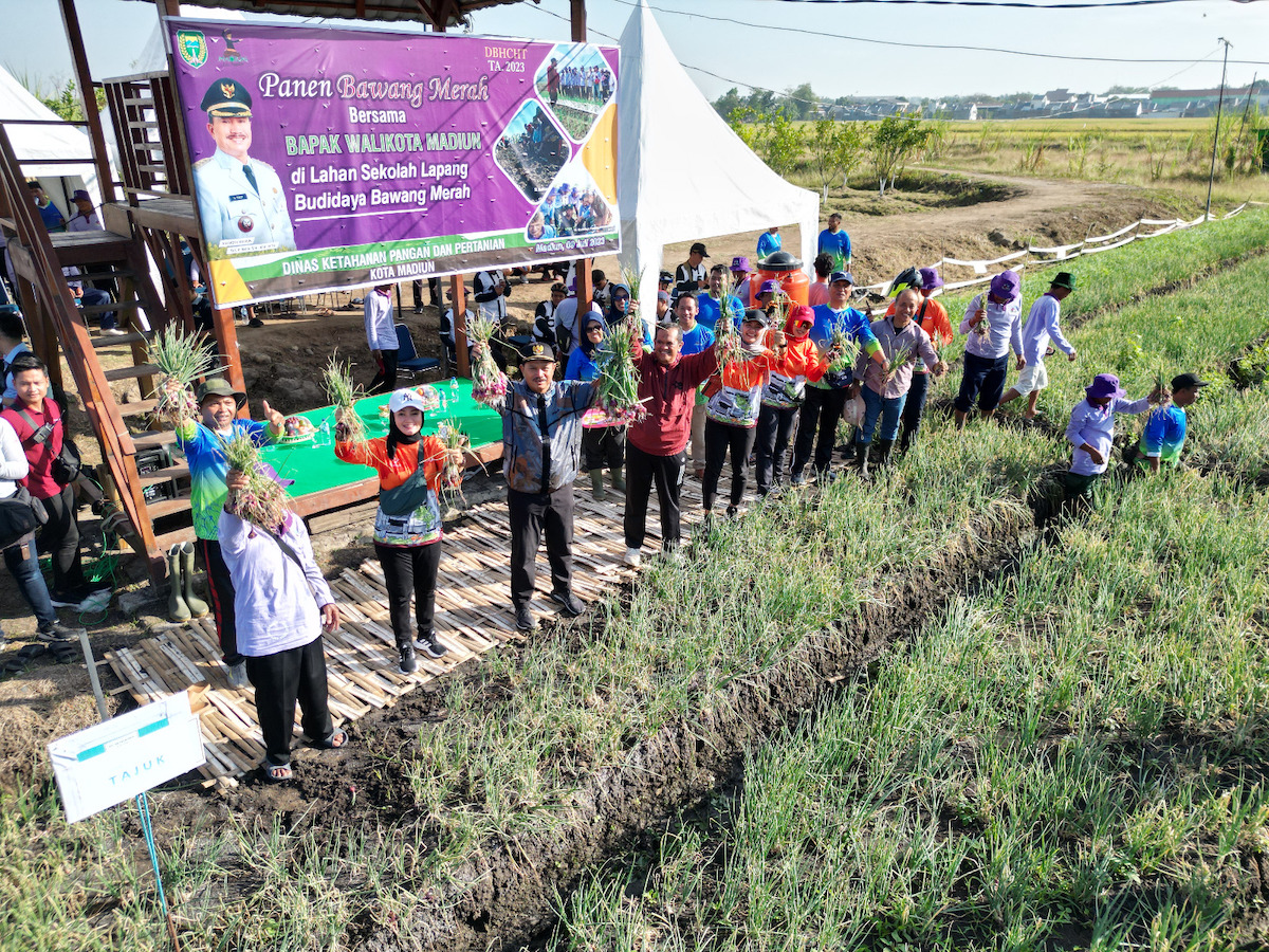 Foto 6 dari 7: Panen Bawang Merah, Wali Kota Gratiskan Aset Pemda untuk Uji Coba Pertanian