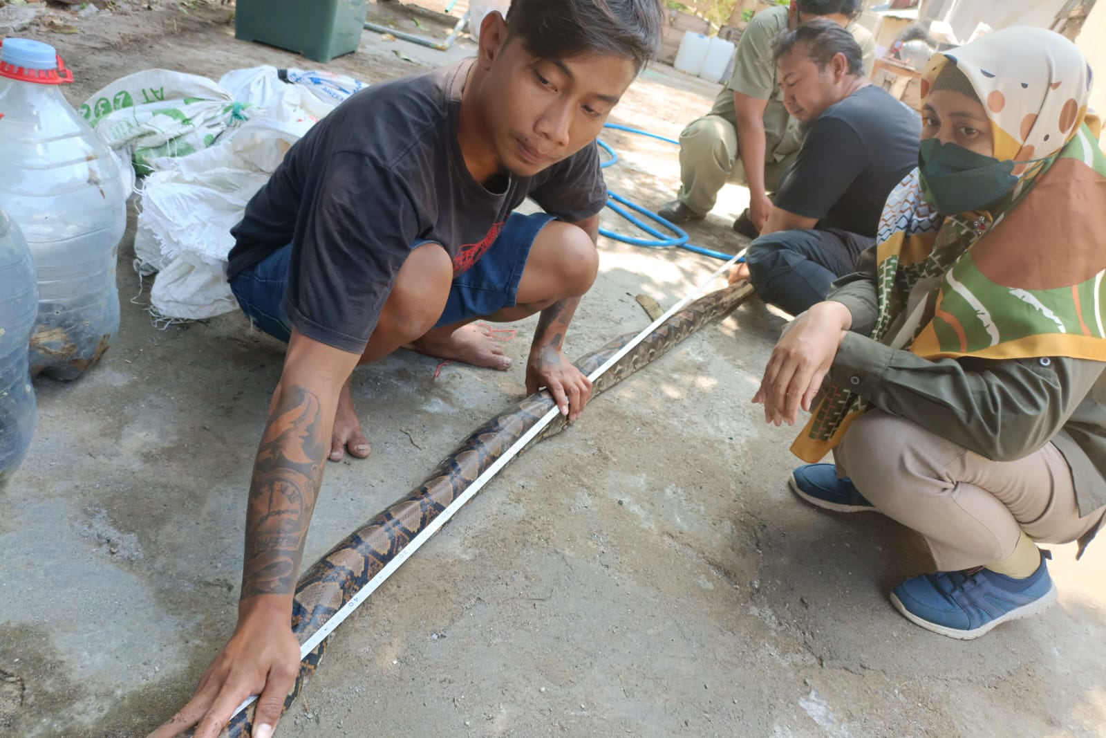 Foto 3 dari 9: Exalos Serahkan 14 Ular Hasil Rescue Ke BBKSDA