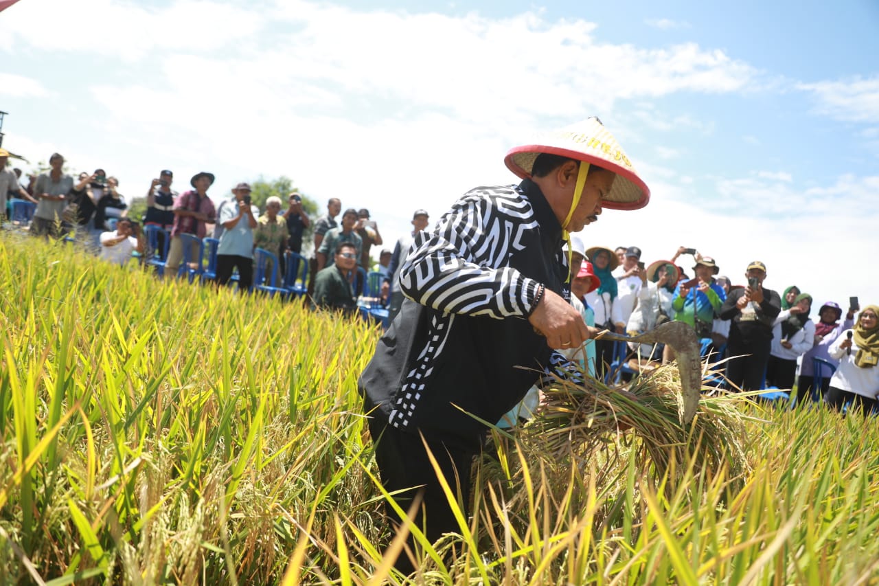 Foto 3 dari 11: Wali Kota Maidi Apresiasi Panen Raya Kelompok Tani Mardi Bogo Kelurahan Tawangrejo