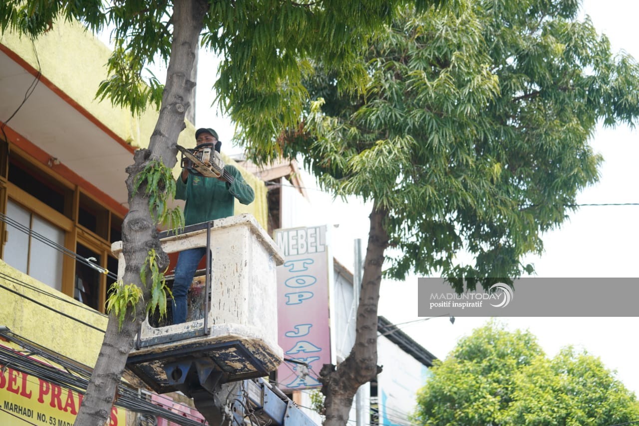 Foto 5 dari 10: Antisipasi Pohon Tumbang, Disperkim Pangkas Dahan dan Ranting Pohon