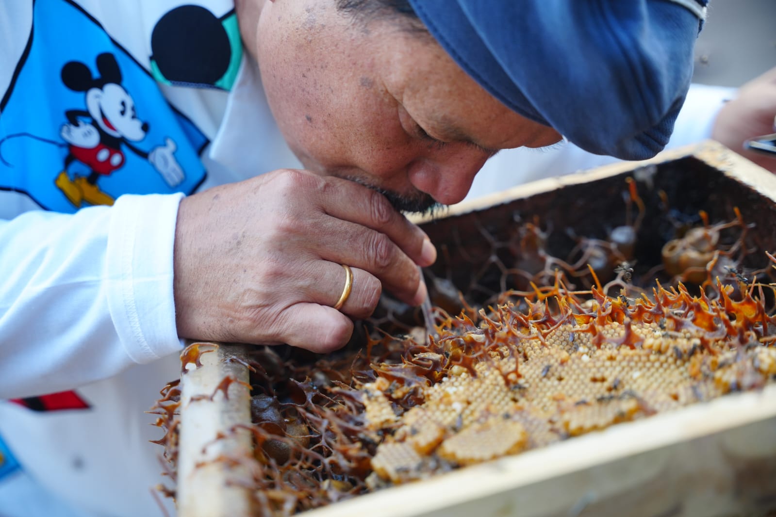 Foto utama berita: Panen Madu, Wali Kota Ajak Masyarakat Rasakan Sensasi Sedot Langsung Dari Sarangnya