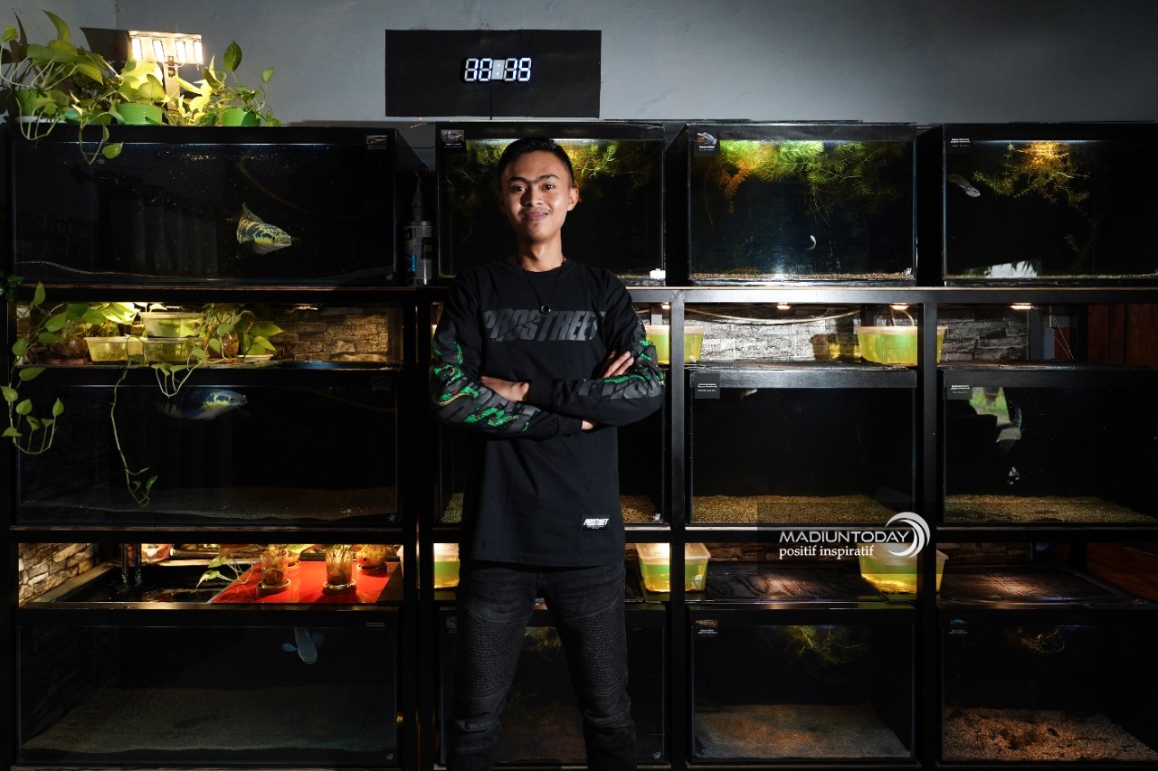 Foto 6 dari 7: Cerita Whisnu Kepincut Ikan Gabus Predator, Perawatan Mudah Hingga Raup Jutaan Rupiah