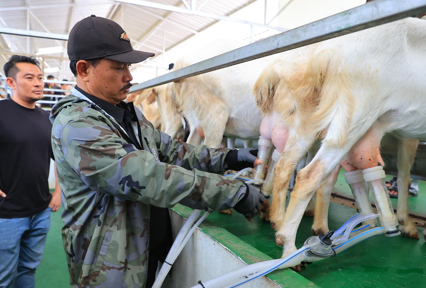 Foto 1 dari 6: Jajaki Bisnis Untuk Tingkatkan Pemberdayaan Masyarakat, Wali Kota Kunjungi Peternakan Kambing Etawa Di Sleman