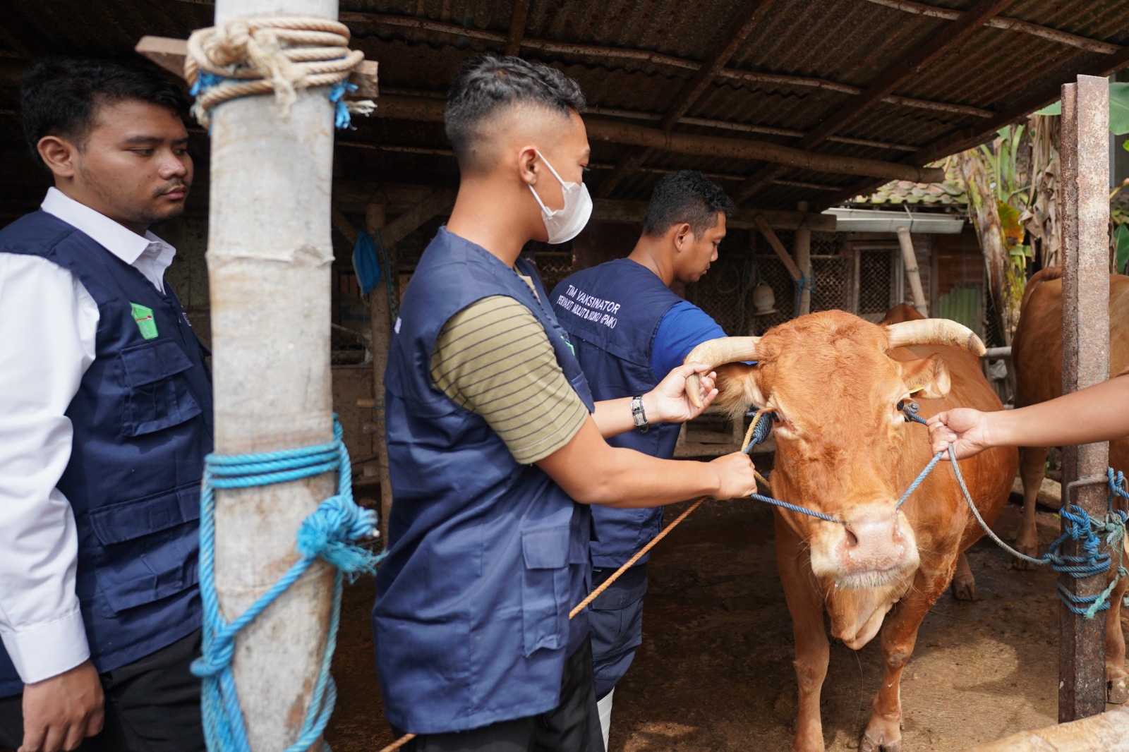 Foto 4 dari 5: Tak Ingin Kecolongan, DKPP Perketat Lalu Lintas Penjualan Sapi