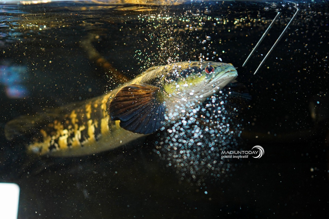 Foto 3 dari 7: Cerita Whisnu Kepincut Ikan Gabus Predator, Perawatan Mudah Hingga Raup Jutaan Rupiah
