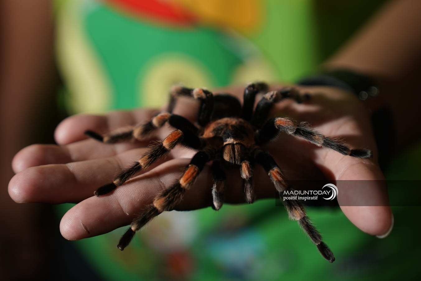 Foto 5 dari 8: Hobi Pelihara Reptil, Anggie Hilda: Mudah Rawat Ular Piton Daripada Ayam