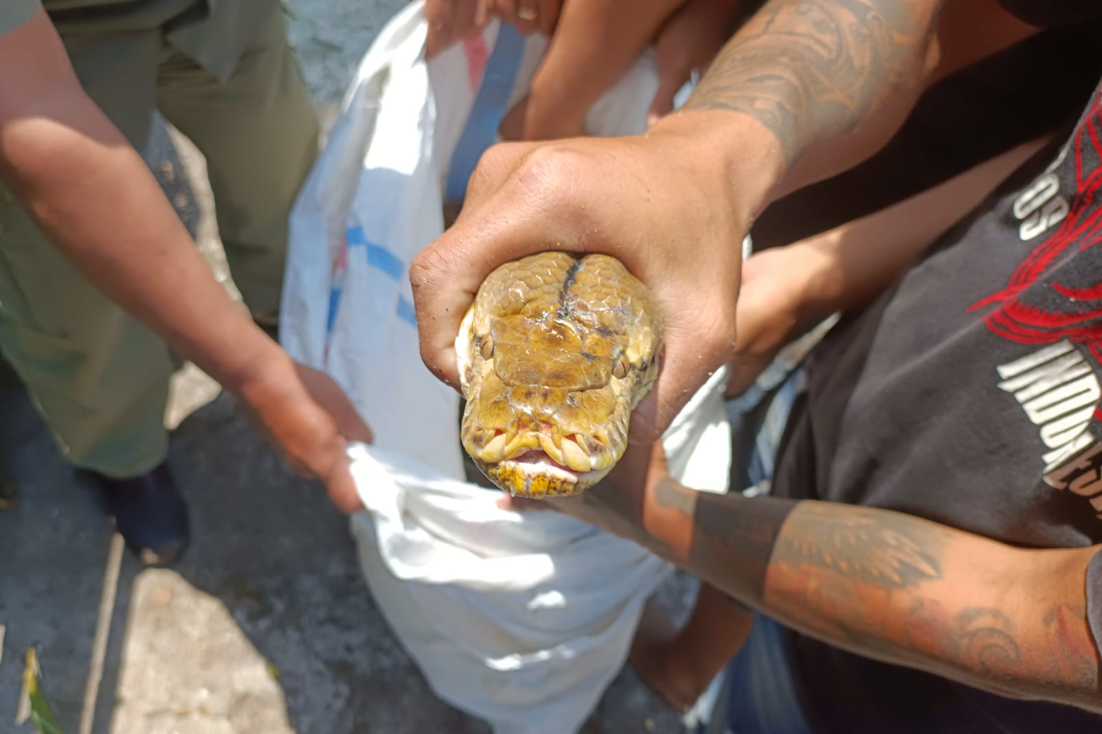 Foto 7 dari 9: Exalos Serahkan 14 Ular Hasil Rescue Ke BBKSDA
