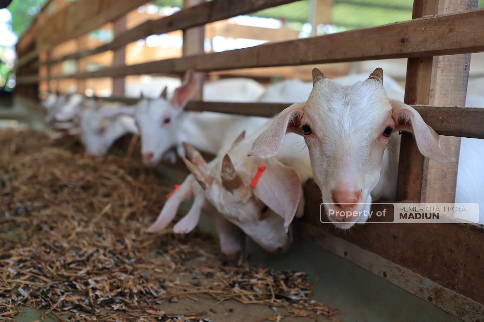 Foto 5 dari 9: Belum Ada di Mataraman, Wali Kota Ingin Hadirkan Peternakan Kambing Perah dan Industri Pengolahan Susu Kambing di Kota Pendekar