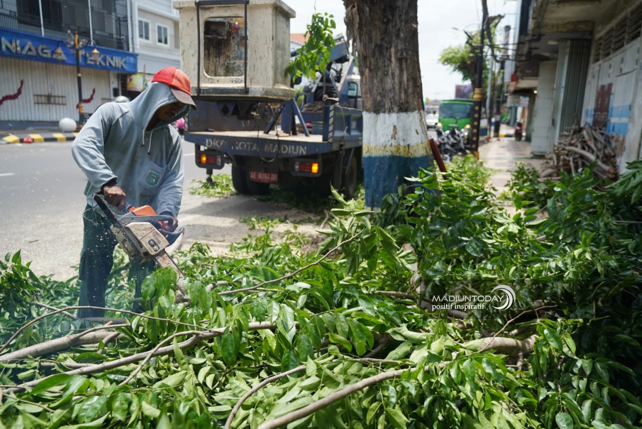 Foto 3 dari 10: Antisipasi Pohon Tumbang, Disperkim Pangkas Dahan dan Ranting Pohon