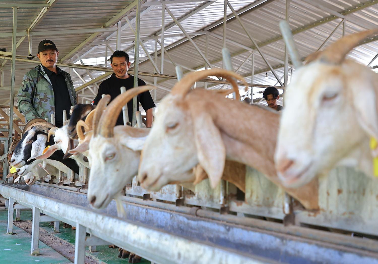 Foto utama berita: Jajaki Bisnis Untuk Tingkatkan Pemberdayaan Masyarakat, Wali Kota Kunjungi Peternakan Kambing Etawa Di Sleman
