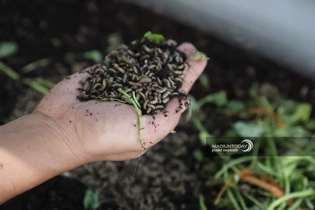 Melirik Budidaya Maggot Milik M Atok Sultoni