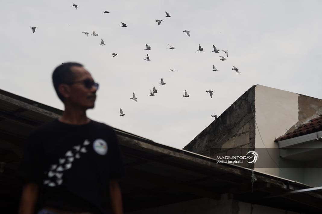 Foto 6 dari 10: Cerita Ketut Surahmat, Rawat Merpati Pos Racing Hingga Jadi Unggulan di Berbagi Perlombaan