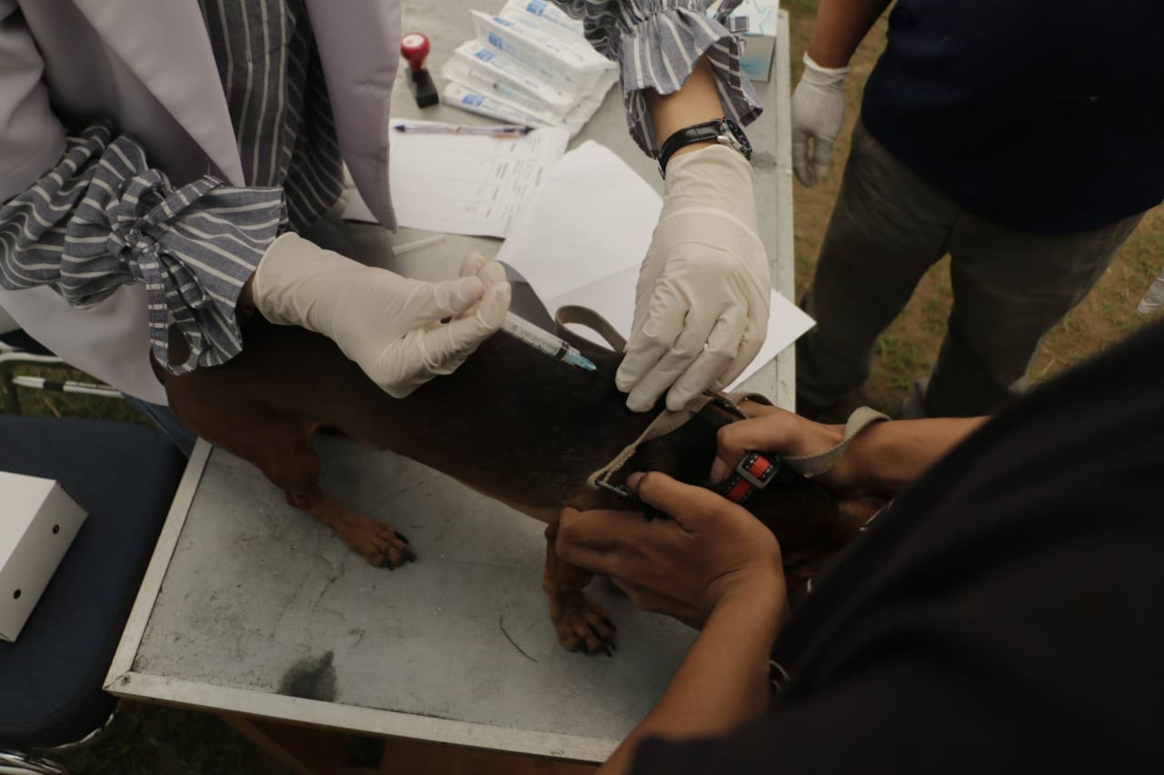 Foto 11 dari 11: Antisipasi Kasus Rabies, Warga Vaksin Hewan Peliharaan Di DKPP