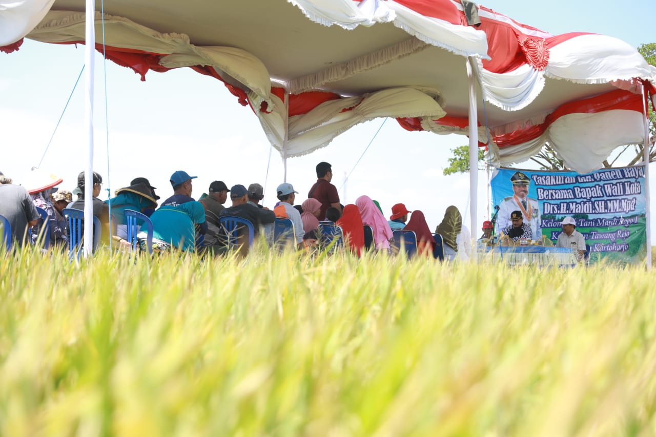 Foto 4 dari 11: Wali Kota Maidi Apresiasi Panen Raya Kelompok Tani Mardi Bogo Kelurahan Tawangrejo