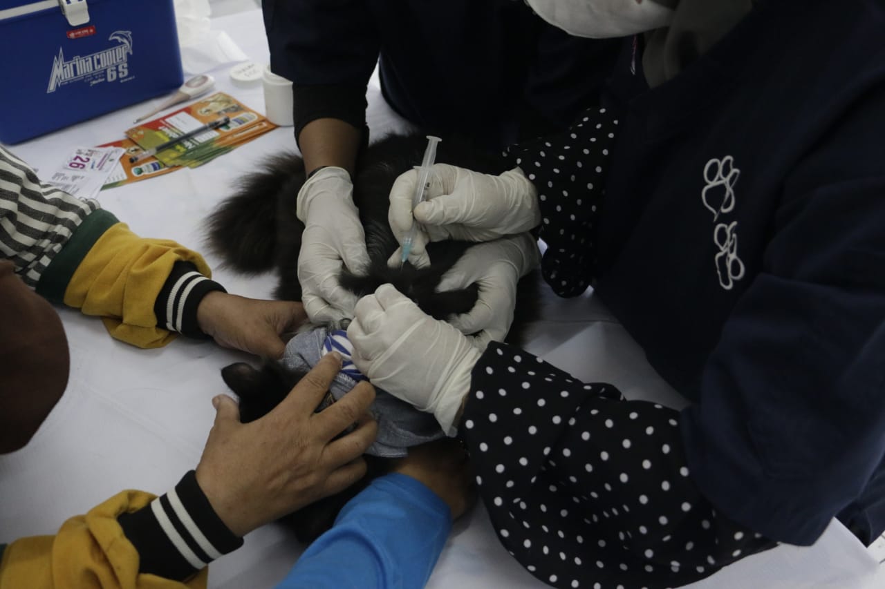 Foto 8 dari 11: Antisipasi Kasus Rabies, Warga Vaksin Hewan Peliharaan Di DKPP