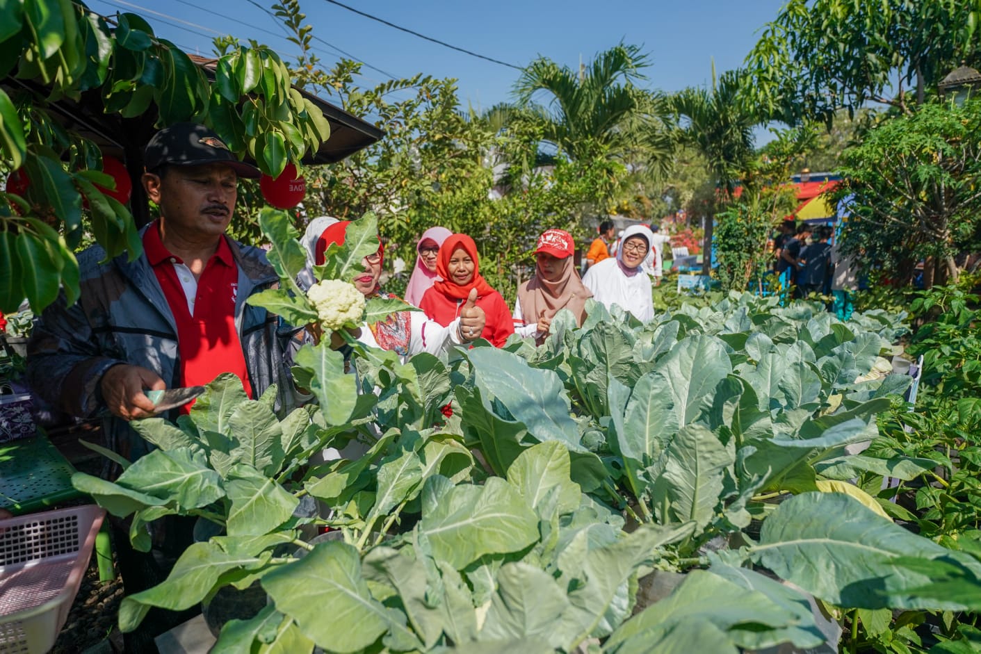 Tinjau P2L Taman Asri, Wali Kota Panen Lele dan Sayur Mayur