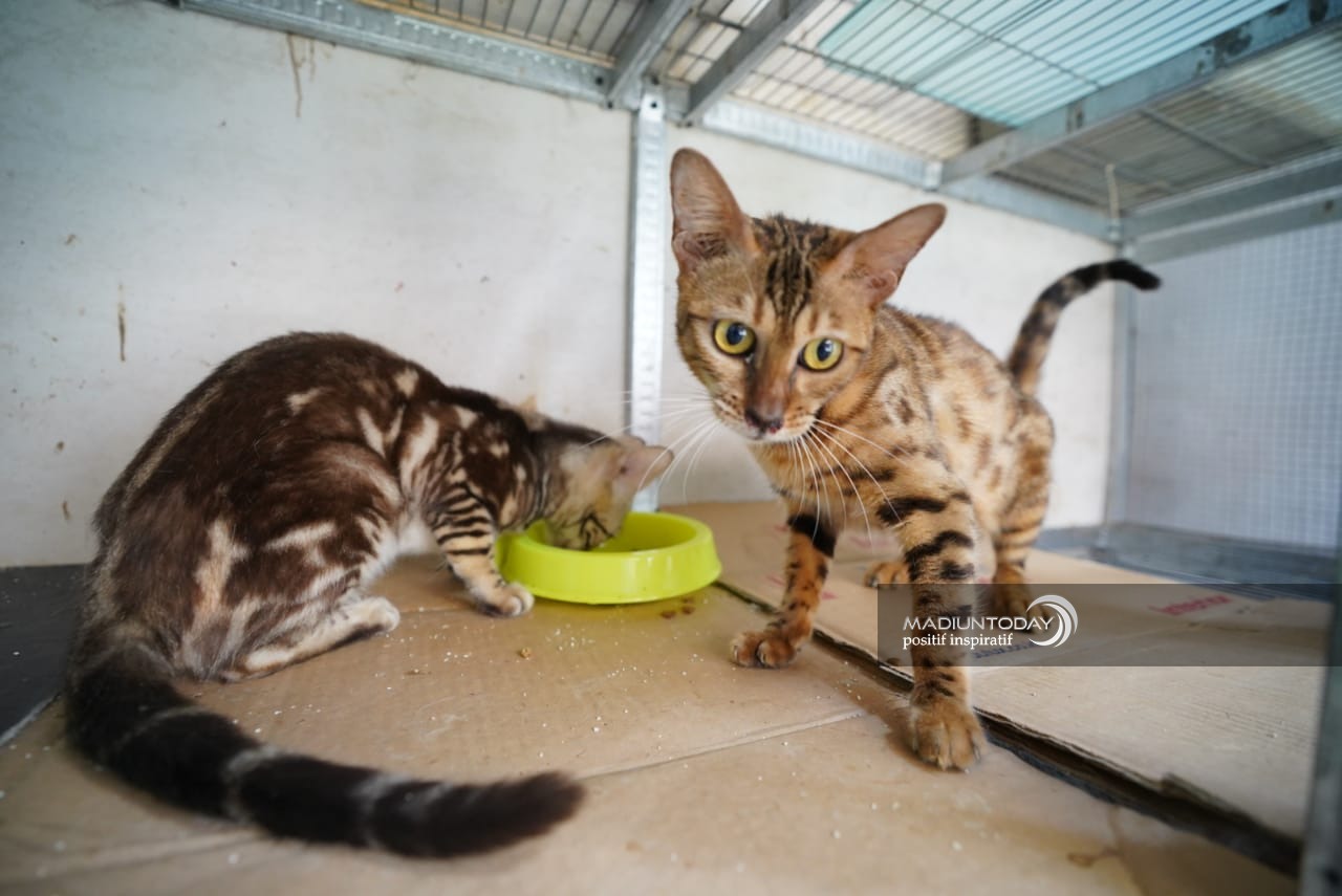 Foto 7 dari 7: Serba-Serbi Merawat Kucing Bengal, Si Aktif Nan Eksotis Yang Bikin Jatuh Hati