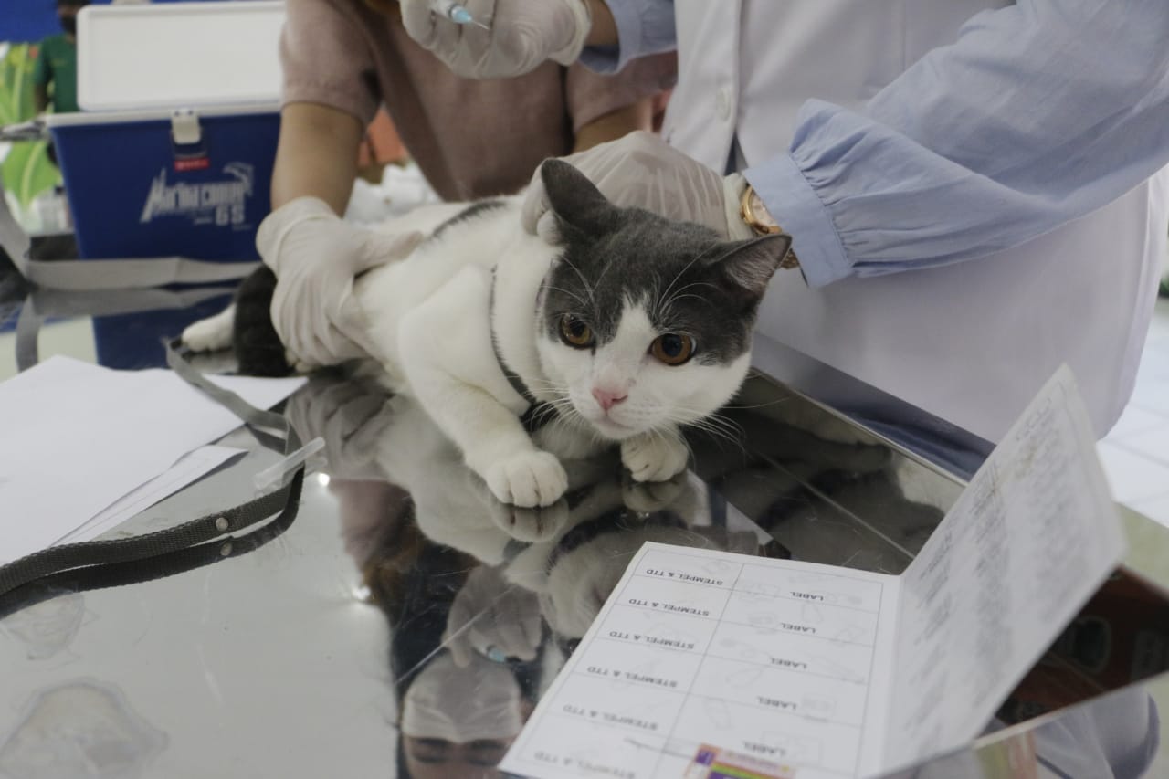 Foto 2 dari 11: Antisipasi Kasus Rabies, Warga Vaksin Hewan Peliharaan Di DKPP