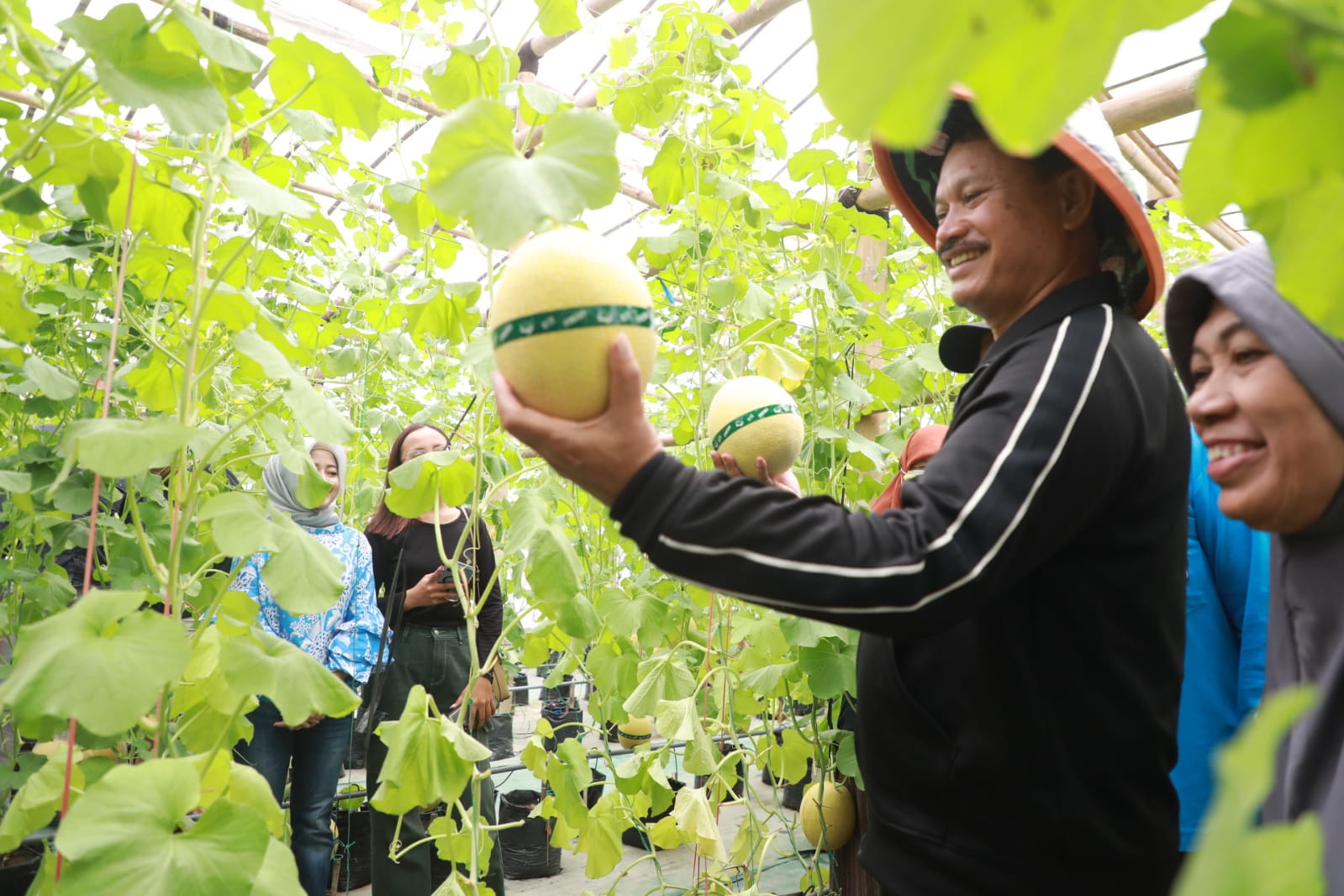 Foto utama berita: Jelang Hari Raya, Wali Kota Panen Melon untuk Warga