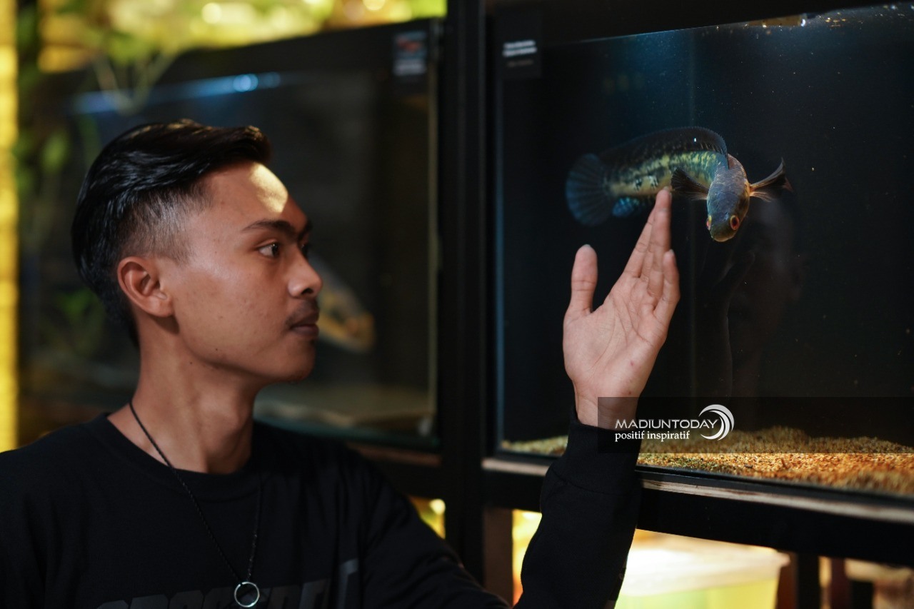 Foto utama berita: Cerita Whisnu Kepincut Ikan Gabus Predator, Perawatan Mudah Hingga Raup Jutaan Rupiah