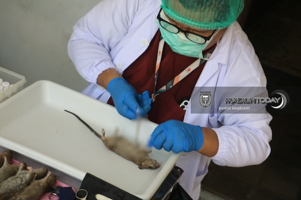 Foto 2 dari 4: Hasil Riset Tikus di Madiun, BRIN Temukan Bakteri Penyebab Demam Tikus pada Pinjal, Warga Diimbau Jaga Sanitasi