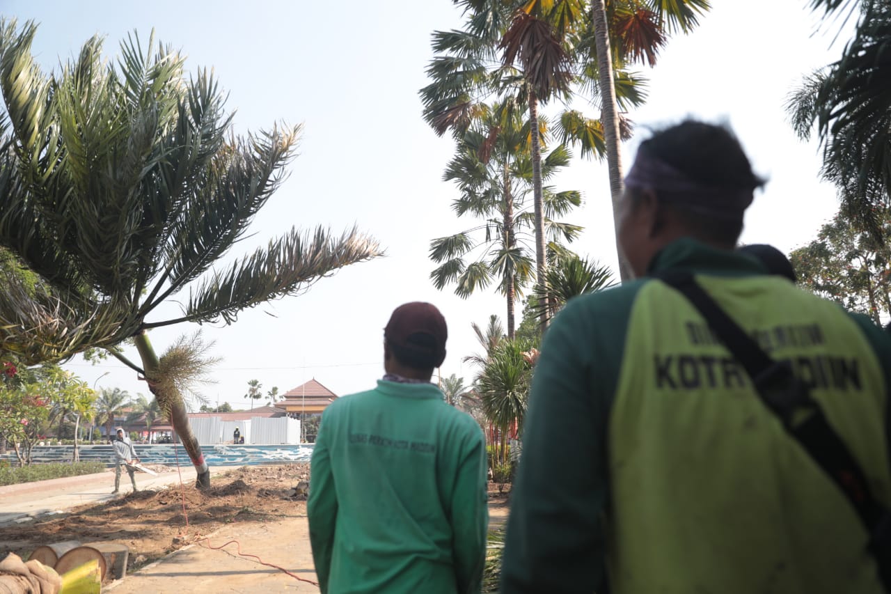 Foto 2 dari 5: Agar Lebih Rapi Sekaligus Antisipasi Angin Kencang, Perkim Lakukan Pemangkasan Pohon