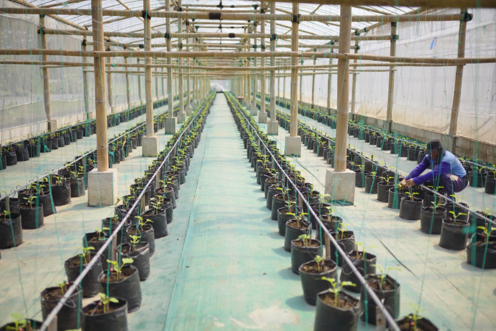 Foto 6 dari 6: Tingkatkan Hasil Panen Melon Ngrowo Bening, Wali Kota Adopsi Sistem Bercocok Tanam Ala Jepang