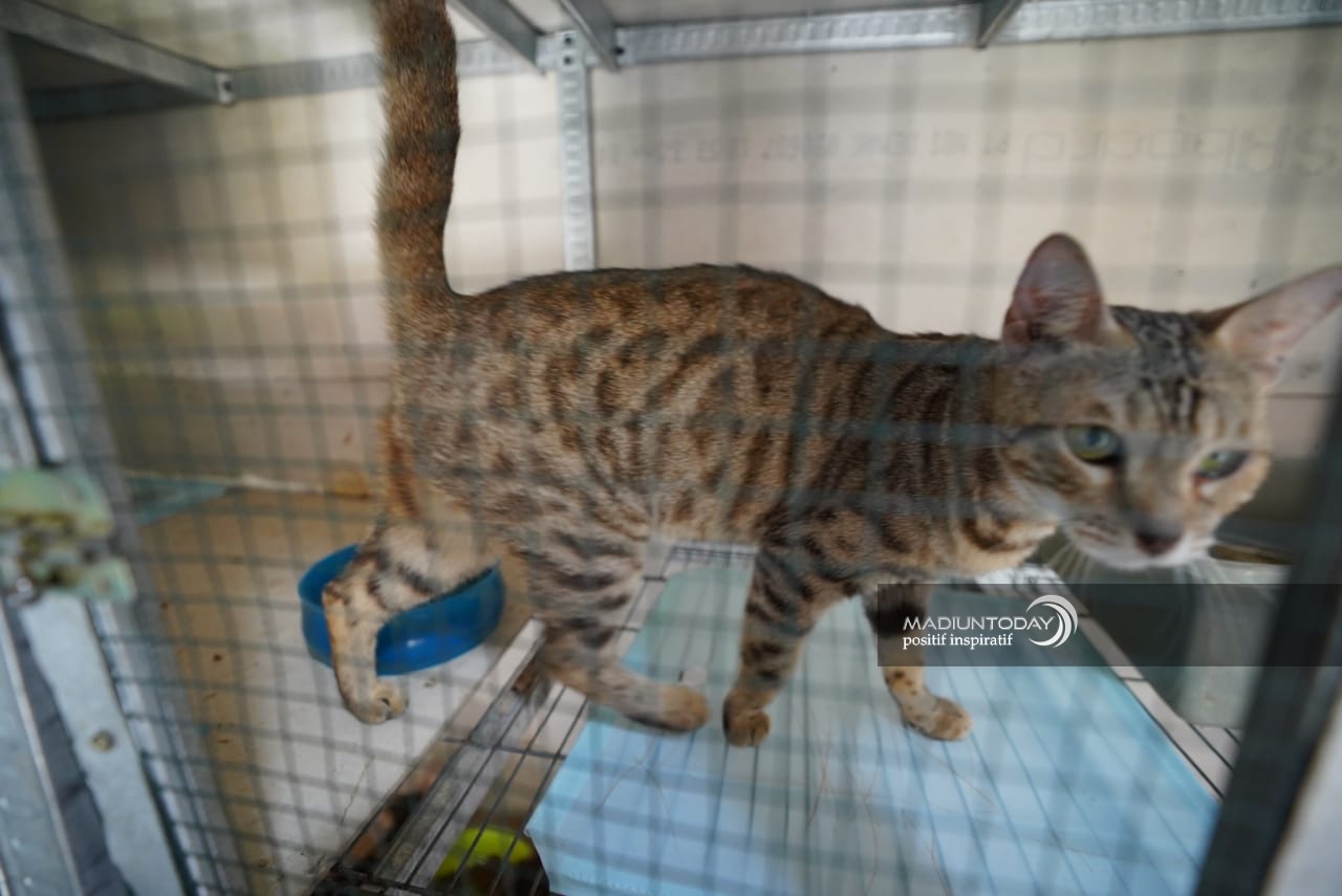 Foto 6 dari 7: Serba-Serbi Merawat Kucing Bengal, Si Aktif Nan Eksotis Yang Bikin Jatuh Hati