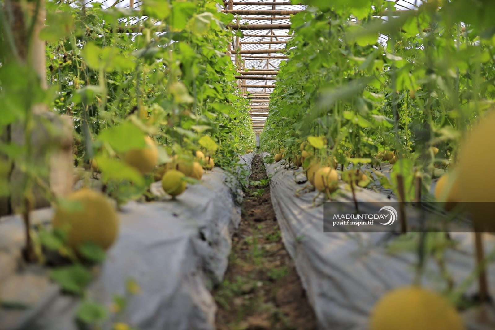 Foto 4 dari 5: Green House Ngrowo Bening Hasilkan 3,6 Ton Melon Golden