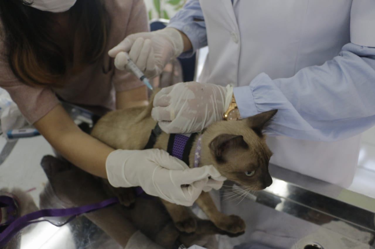Foto 1 dari 11: Antisipasi Kasus Rabies, Warga Vaksin Hewan Peliharaan Di DKPP