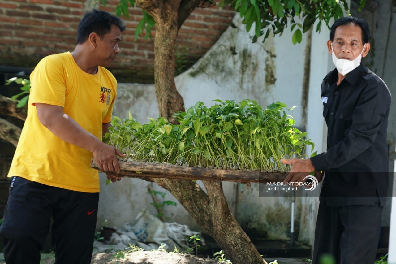 Foto 5 dari 9: Pembagian Bibit Cabai Terus Berlangsung, Ada 8.100 Bibit Untuk 27 Kelurahan