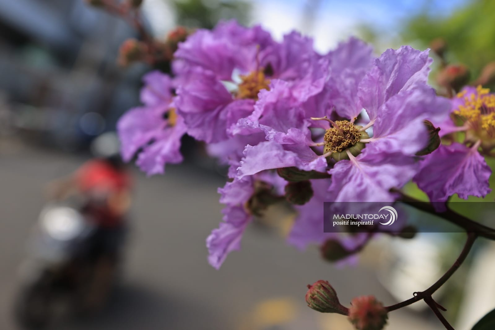 Foto 5 dari 6: Mekar Bungur Tak Kalah Indah Dengan Tabebuya