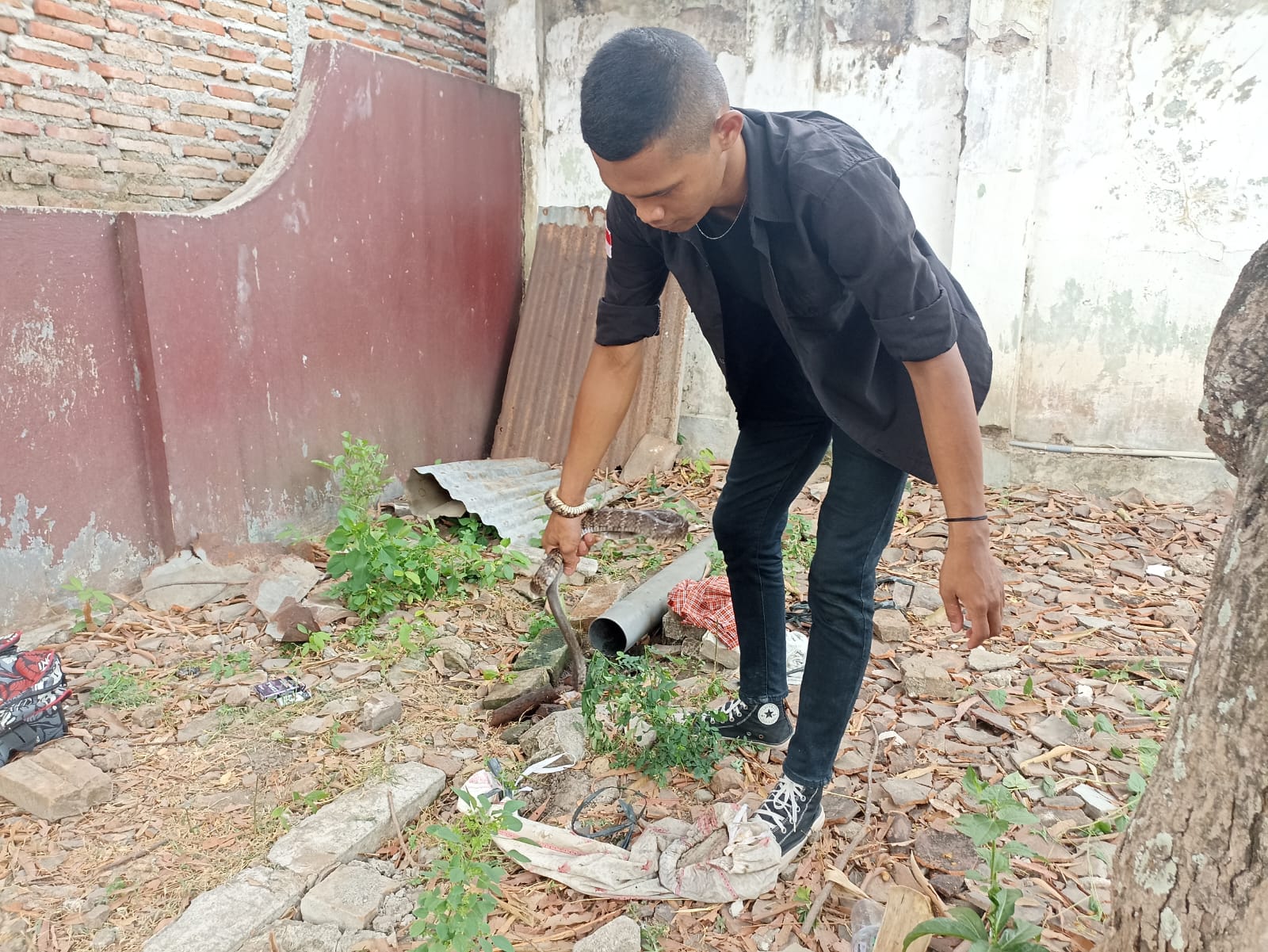 Foto 5 dari 6: Ular Jali Masuk Rumah Warga, Tim Jaga Satwa Bantu Evakuasi