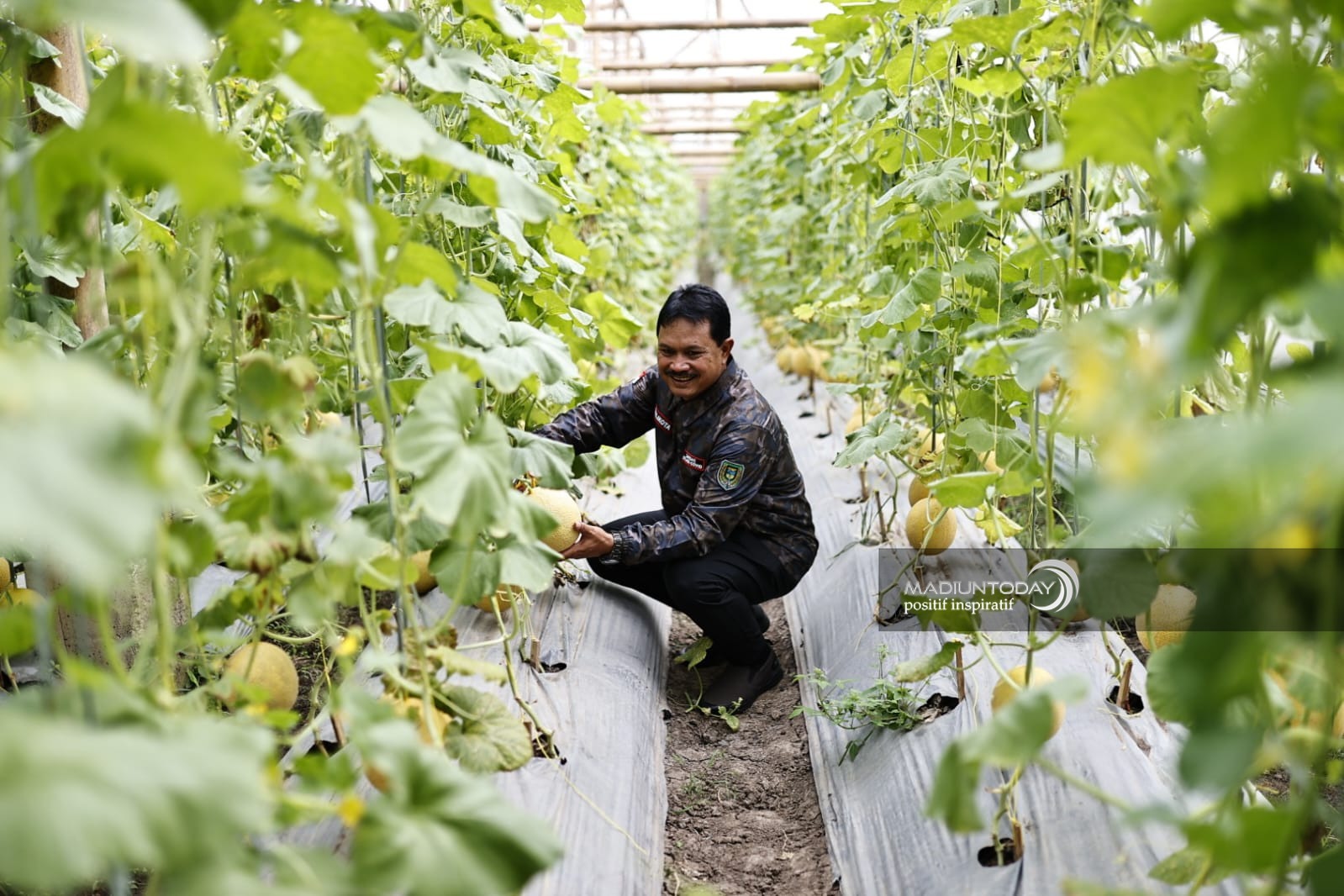 Foto 3 dari 5: Green House Ngrowo Bening Hasilkan 3,6 Ton Melon Golden