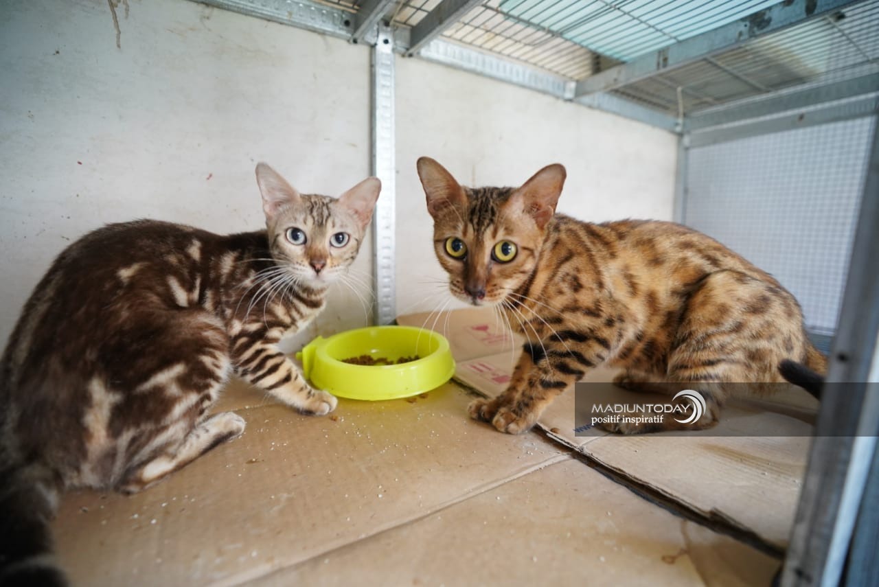 Foto 1 dari 7: Serba-Serbi Merawat Kucing Bengal, Si Aktif Nan Eksotis Yang Bikin Jatuh Hati