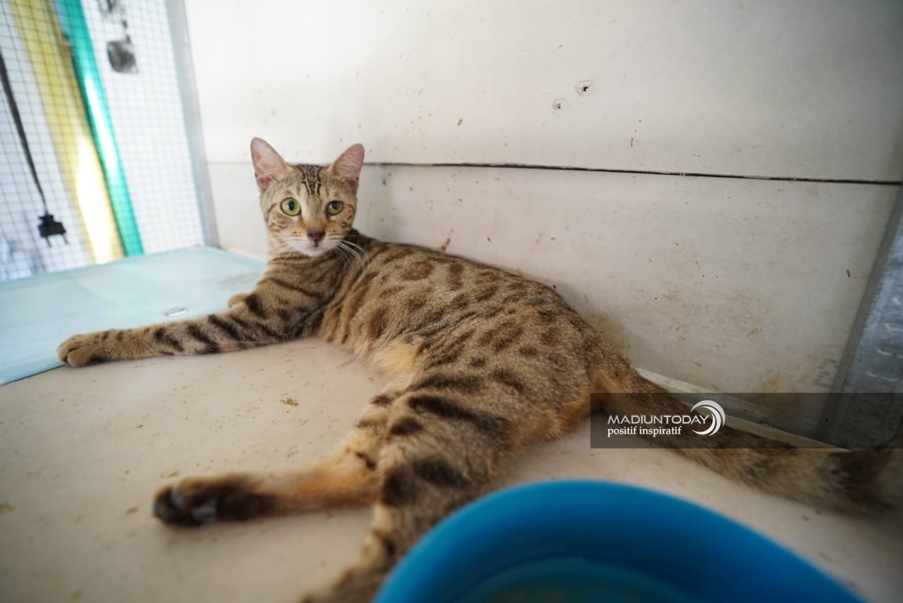 Foto 2 dari 7: Serba-Serbi Merawat Kucing Bengal, Si Aktif Nan Eksotis Yang Bikin Jatuh Hati