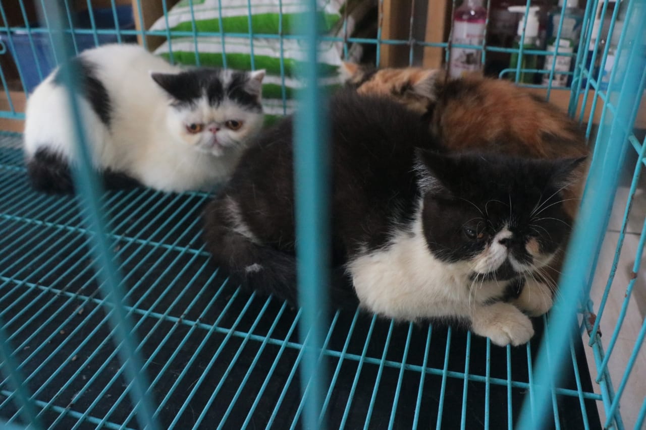Foto 8 dari 9: Jasa Penitipan Hewan Peliharaan Ramai Diserbu Pemudik