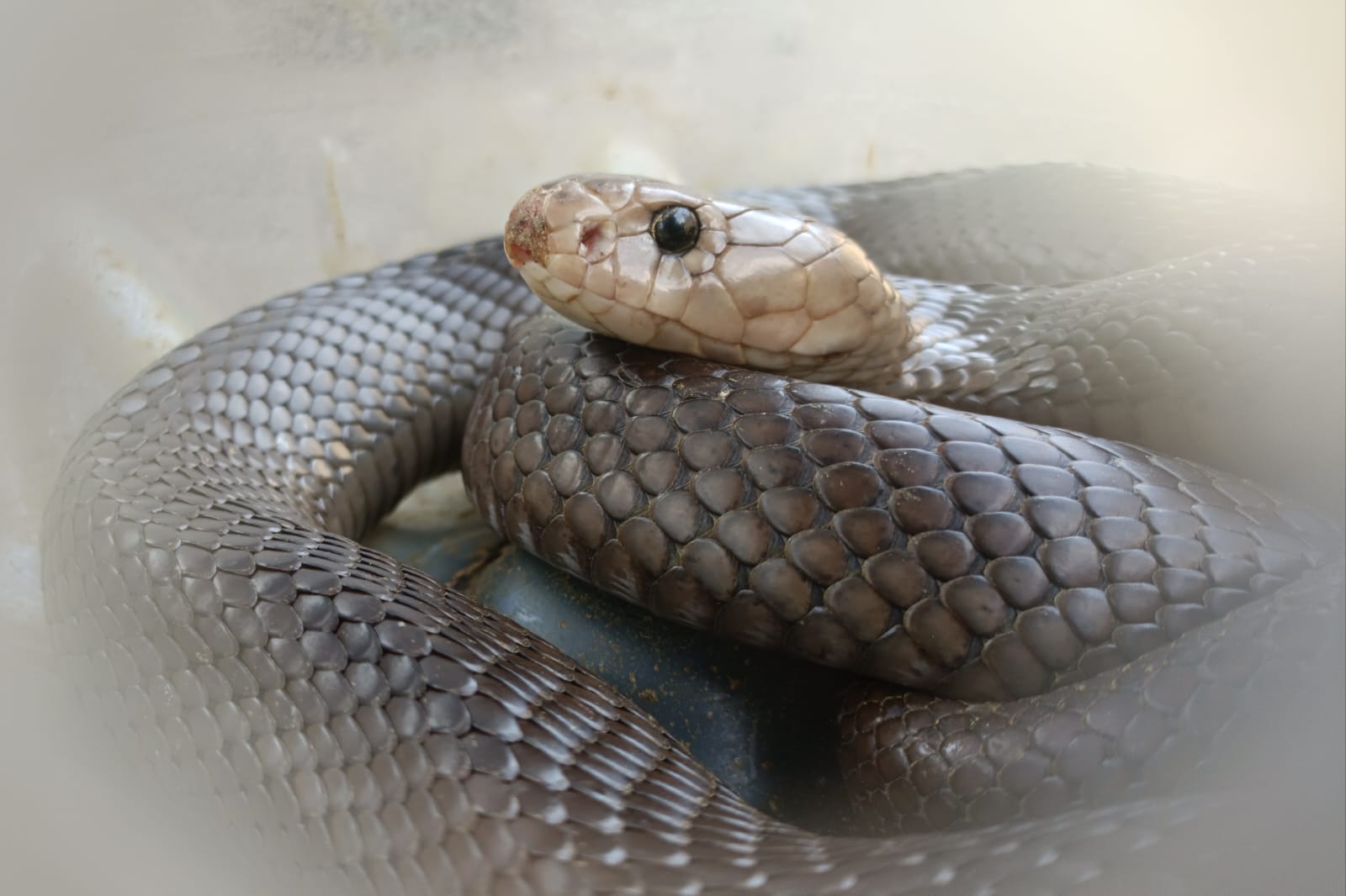 Foto 6 dari 9: Exalos Serahkan 14 Ular Hasil Rescue Ke BBKSDA