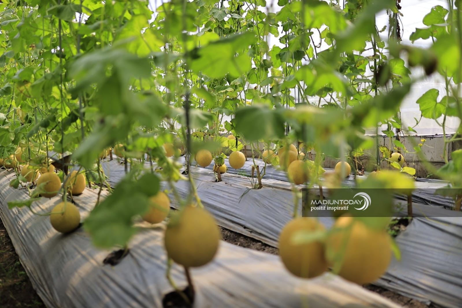 Foto 2 dari 5: Green House Ngrowo Bening Hasilkan 3,6 Ton Melon Golden