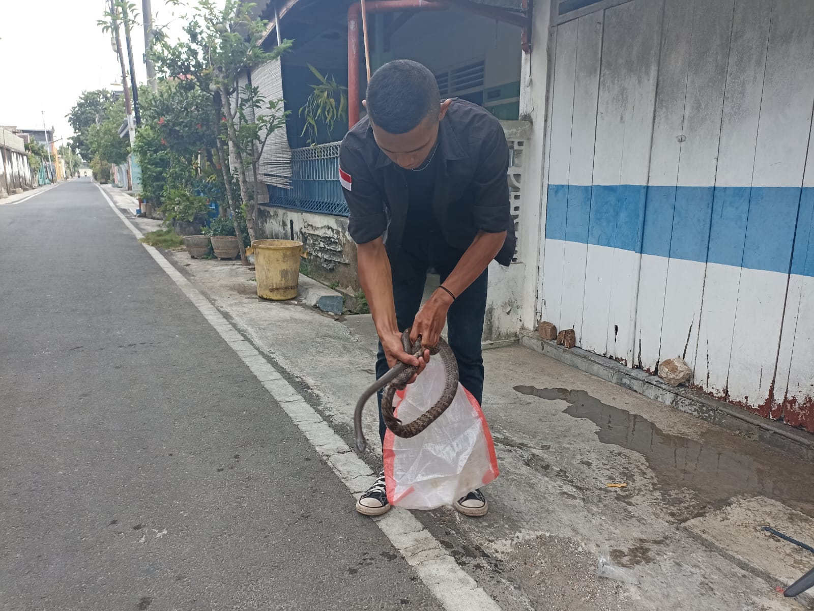 Foto 1 dari 6: Ular Jali Masuk Rumah Warga, Tim Jaga Satwa Bantu Evakuasi