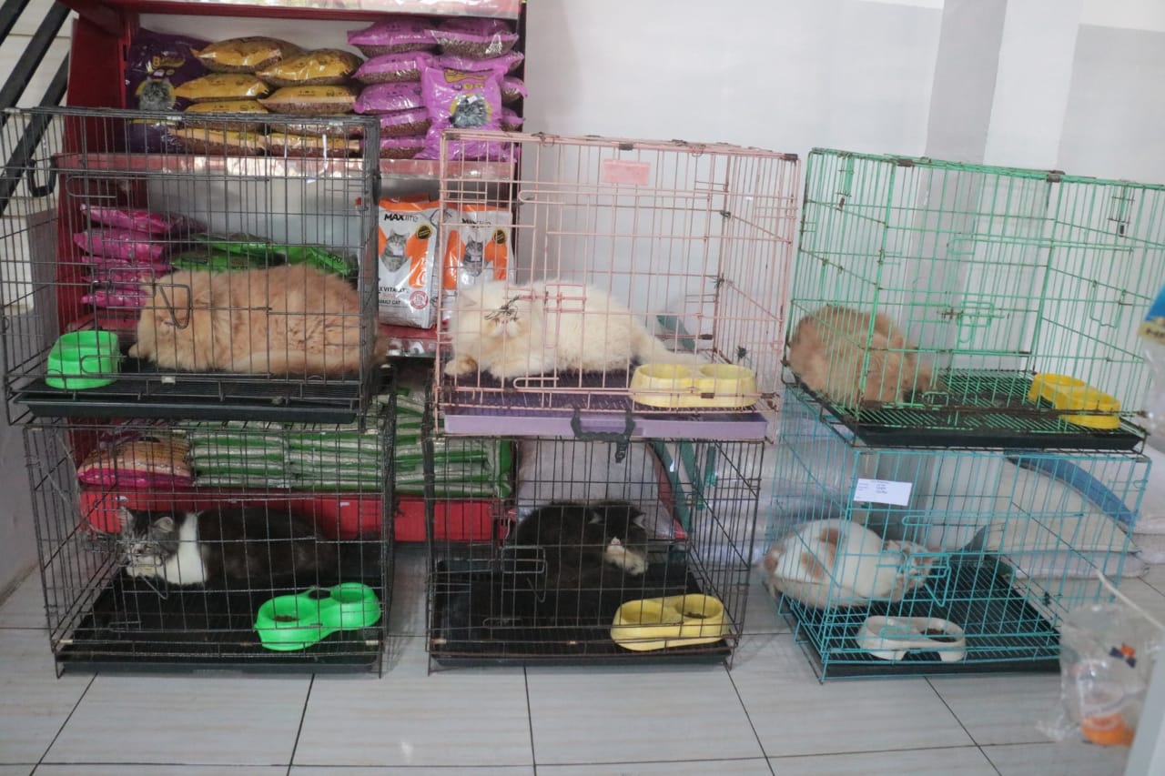 Foto 9 dari 9: Jasa Penitipan Hewan Peliharaan Ramai Diserbu Pemudik