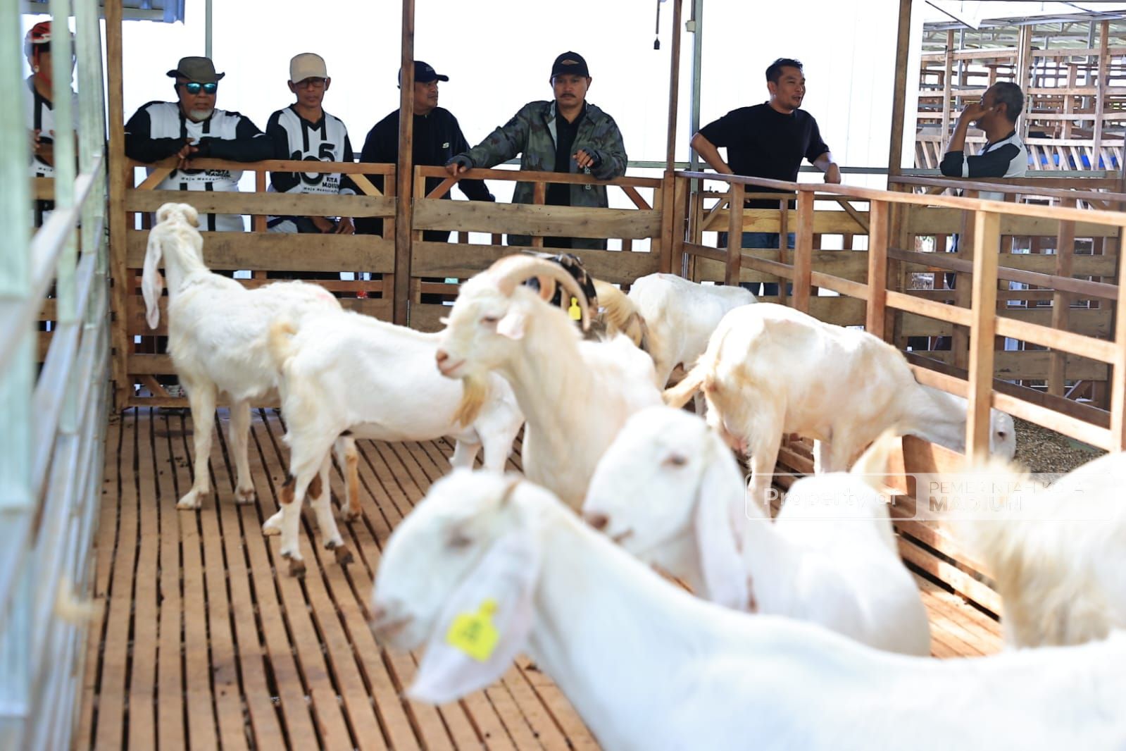 Foto 4 dari 9: Belum Ada di Mataraman, Wali Kota Ingin Hadirkan Peternakan Kambing Perah dan Industri Pengolahan Susu Kambing di Kota Pendekar