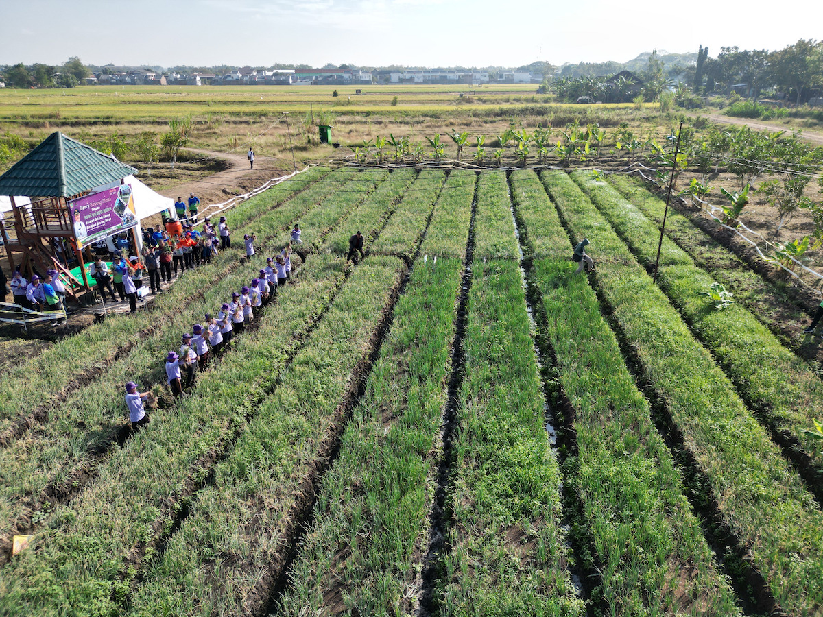 Foto 7 dari 7: Panen Bawang Merah, Wali Kota Gratiskan Aset Pemda untuk Uji Coba Pertanian
