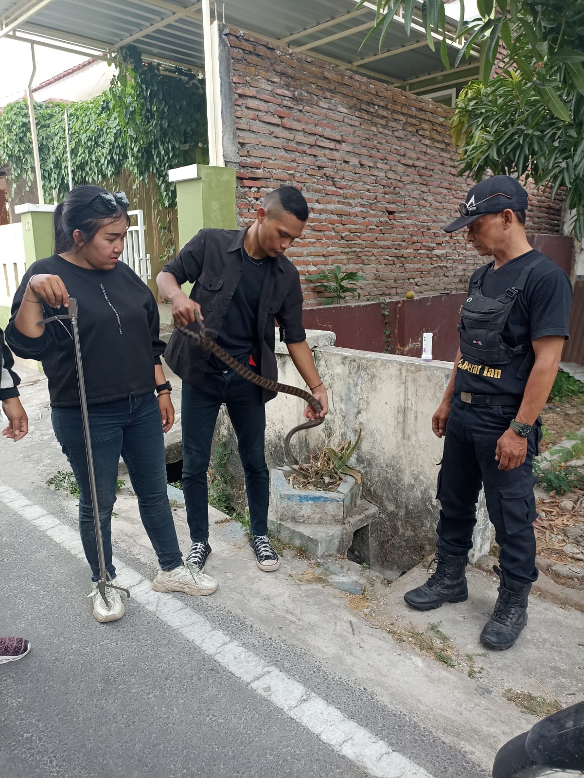 Foto 4 dari 6: Ular Jali Masuk Rumah Warga, Tim Jaga Satwa Bantu Evakuasi