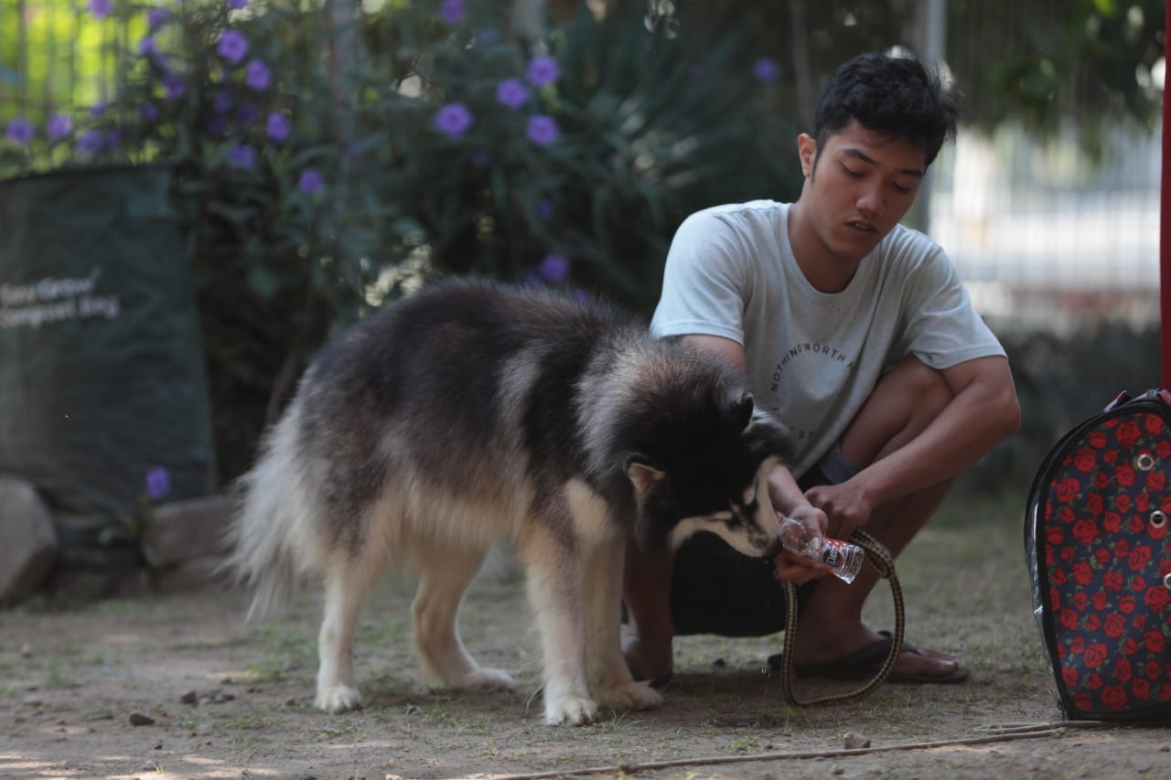 Foto 10 dari 11: Antisipasi Kasus Rabies, Warga Vaksin Hewan Peliharaan Di DKPP