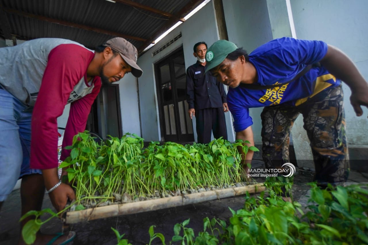 Foto 9 dari 9: Pembagian Bibit Cabai Terus Berlangsung, Ada 8.100 Bibit Untuk 27 Kelurahan