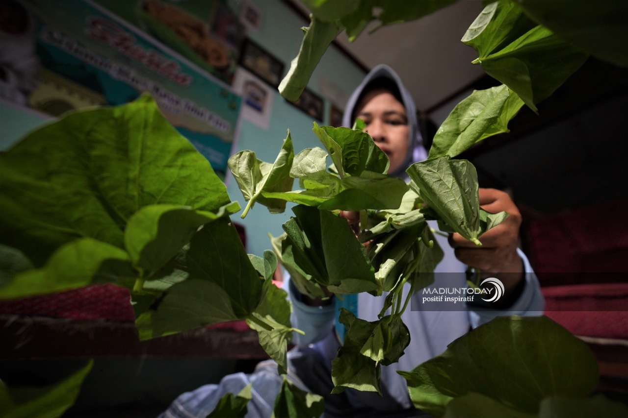 Foto 5 dari 6: Mencicipi Gurihnya Keripik Daun Ubi Jalar, Kaya Manfaat Hingga Hasilkan Pundi-Pundi Rupiah