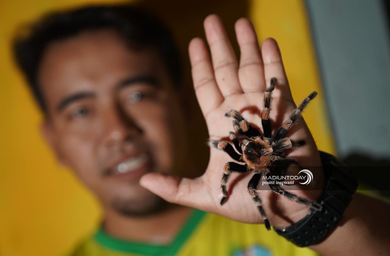 Foto 4 dari 8: Hobi Pelihara Reptil, Anggie Hilda: Mudah Rawat Ular Piton Daripada Ayam