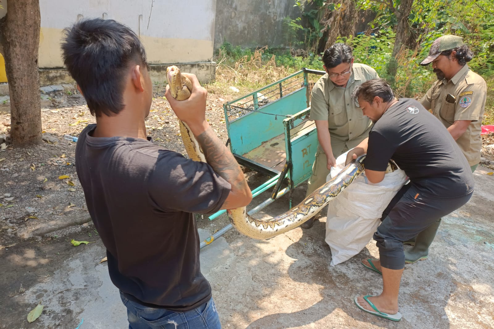 Foto 2 dari 9: Exalos Serahkan 14 Ular Hasil Rescue Ke BBKSDA